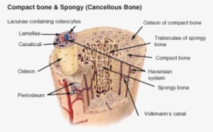 The Internal Structure Of A Bone - Compact Bone