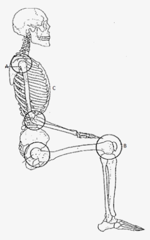 Figure Shows Human Being Skeletal System - Human