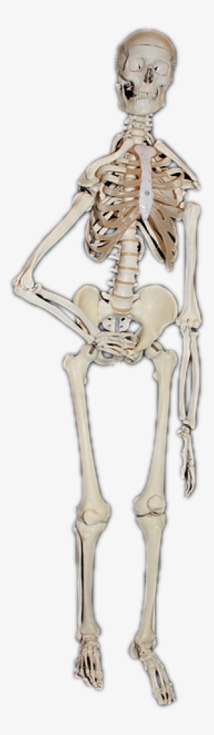 Skeleton, Human, Bone, Skull, Skull And Crossbones - Bone