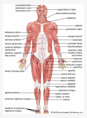 Skeletal System By Lucas Krish And Davin - Human Skeletal Muscular System