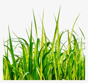 The Ajinomoto Difference - Graphic Designer