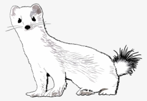 Ermine - Weasels