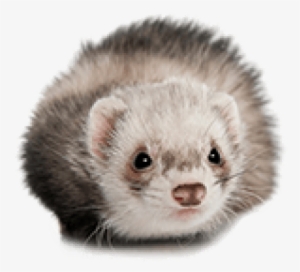 Free Png Ferret Png Images Transparent - Ferret