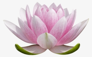 Lotus Flower Transparent Background