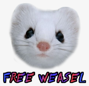 Free Weasel