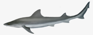 Australian Weasel Shark