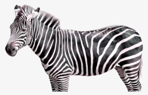Plains Zebra - Photography Backdrops Vinyl Studio Props Photo Background