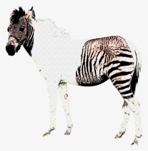 I Like This Little Guy, Half Horse, Half Zebra - Half Horse Half Zebra Name