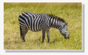 This Would Create Convection Currents Around The Zebra - Zebra