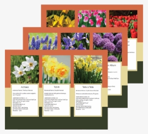 Fall 2018 Catalog Png - Atemberaubende Weiße Jonquil Blumen Danken Ihnen Karte