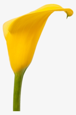 Calla Florex Gold - Giant White Arum Lily