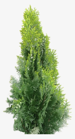 Natural Luxury At Affordable Prices - Red Wagon Nursery, Llc