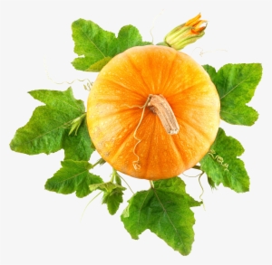 Pumpkin Top View Transparent Background