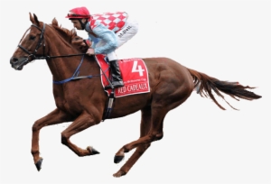 The Mighty Red Cadeaux - Racing Horse Transparent