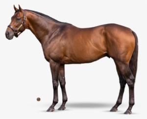 Commissioner - Teofilo Horse