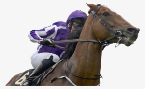 Dartmouth Horse Racing Action Shot - Horse Racing