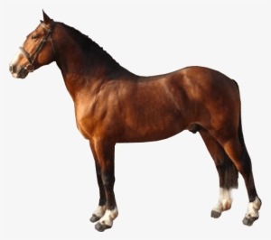 Brown Race Horse Transparent Image ~ Free Png Images - Horse On Transparent Background