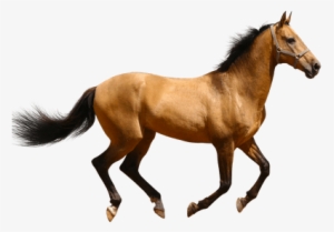 Horse Running Brown Sideview Transparent Png - Horse Png
