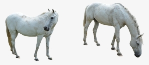 Horse Png Image Background Png Arts - Horse