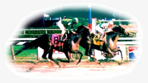 Lauren Suran Race Horses - Jockey