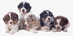 Thank You For Your Interest In Bold Legend's Miniature - Australian Shepherd Puppy Png