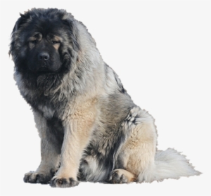 Caucasian Shepherd Dog Transparent