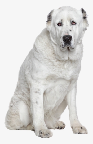 Why Choose A Central Asian Shepherd To Be The Star
