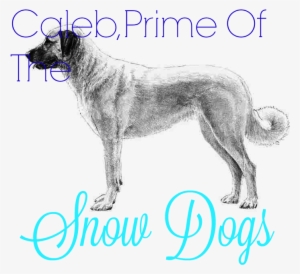 Anatolian Shepherd - Design With Vinyl Sweet Dreams Wall Decal