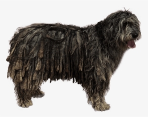 Appearance Of Bergamasco Shepherd - Bergamasco Shepherd