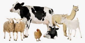 Group Of Farm Animals - Cow White Background