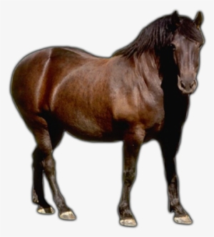 Farm Animals Png Download - Farm Animals Images Horse