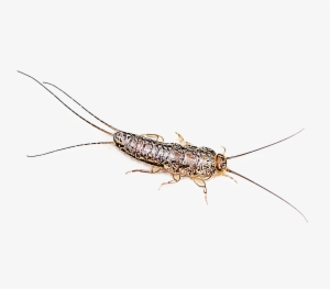 Identify And Control Silverfish Gardentech Png Adult - Silverfish