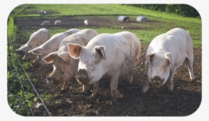Infertility Investigation And Treatment - Too Many Pigs
