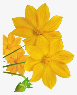 Go To Image - 夏 に 咲く 黄色い 花