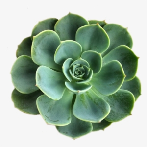 Laptop Backgrounds, Laptop Wallpaper, Tumblr Wallpaper, - Succulent With Transparent Background