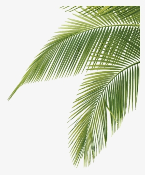 Palm Tree Leaves Png
