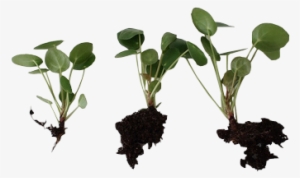 T R A N S P A R E N T Transparent Plants Tumblr - Transparent Small Plants