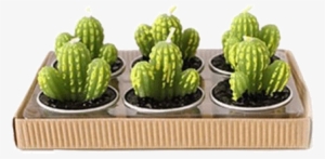 Itgirl Shop Mini Cactus Set 6 Candles Aesthetic Apparel,