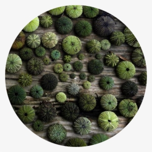 Tumblr Aesthetic Green Kaktus Plants Plant Png Aesthetic - Urchins Wall Clock - By Aeolia