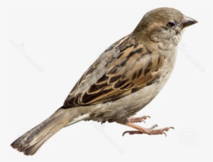 Sparrow Png - Png Image Of Sparrow