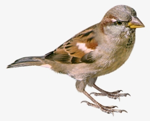 Sparrow Png