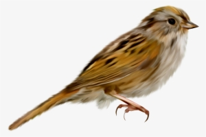 Sparrow Png