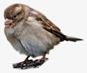 Best Free Sparrow Transparent Png File - Sparrow Png