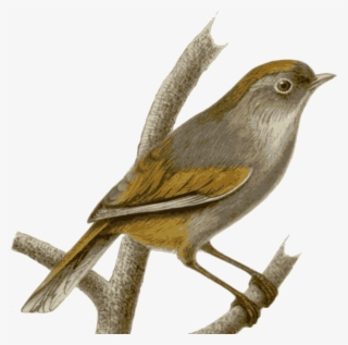 Sparrow Png Hd - Transparent Nightingale Bird Clipart