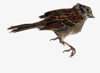 Sparrow Png Transparent Images - Beak