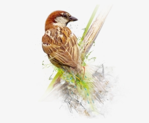 Sparrow Png Image - World Sparrow Day Png
