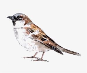 Sparrow Png Download Image - House Sparrow
