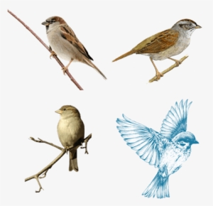 Bird Drawings