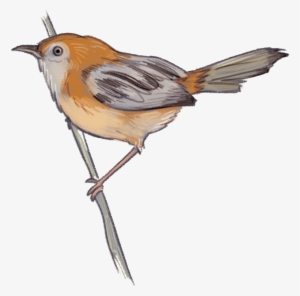 House Sparrow Clipart - Little Grassbird