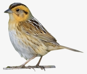 Autumn Birds Png